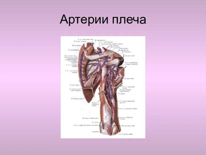 Артерии плеча