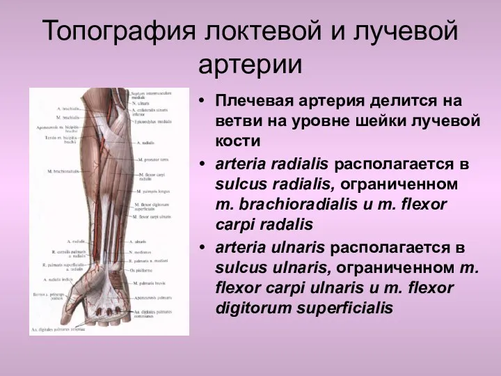 Топография локтевой и лучевой артерии Плечевая артерия делится на ветви
