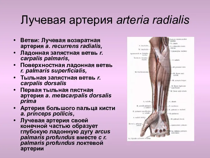 Лучевая артерия arteria radialis Ветви: Лучевая возвратная артерия a. recurrens