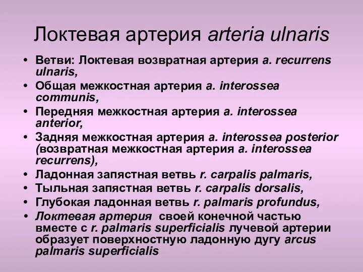 Локтевая артерия arteria ulnaris Ветви: Локтевая возвратная артерия a. recurrens