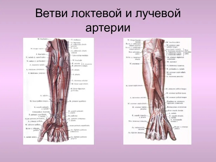 Ветви локтевой и лучевой артерии