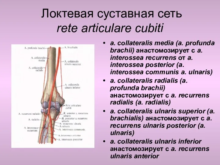 Локтевая суставная сеть rete articulare cubiti a. collateralis media (a.