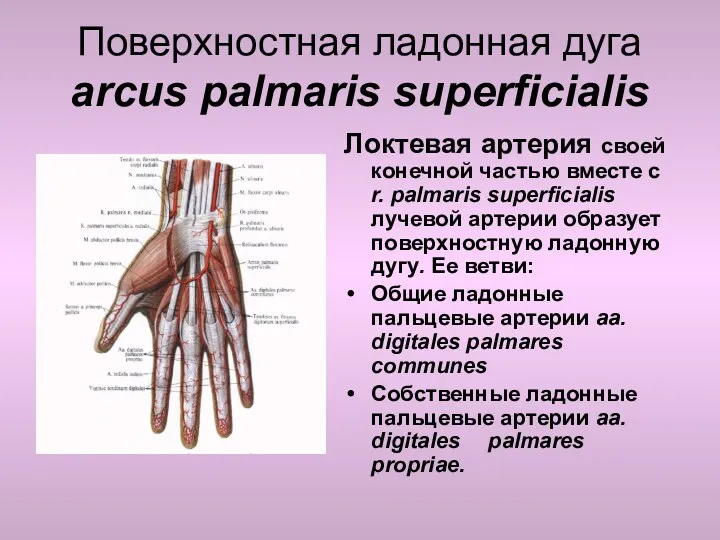 Поверхностная ладонная дуга arcus palmaris superficialis Локтевая артерия своей конечной