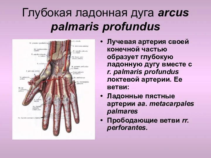 Глубокая ладонная дуга arcus palmaris profundus Лучевая артерия своей конечной