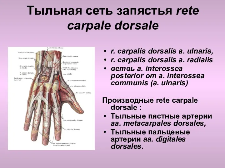 Тыльная сеть запястья rete carpale dorsale r. carpalis dorsalis a.