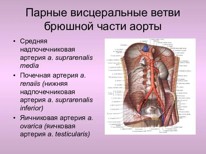 Парные висцеральные ветви брюшной части аорты Средняя надпочечниковая артерия a.