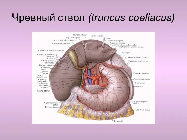 Чревный ствол (truncus coeliacus)