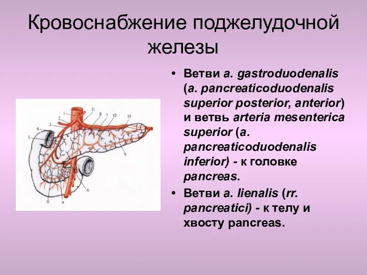 Кровоснабжение поджелудочной железы Ветви a. gastroduodenalis (a. pancreaticoduodenalis superior posterior,
