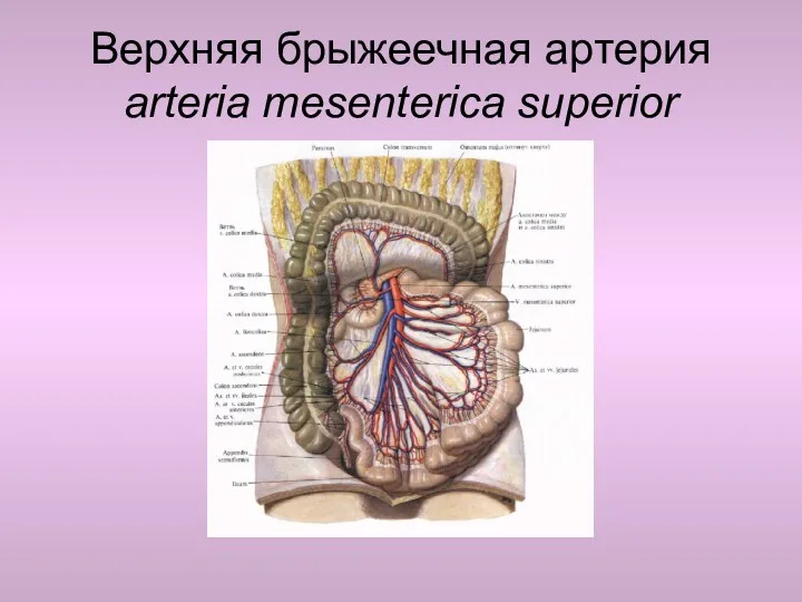 Верхняя брыжеечная артерия arteria mesenterica superior