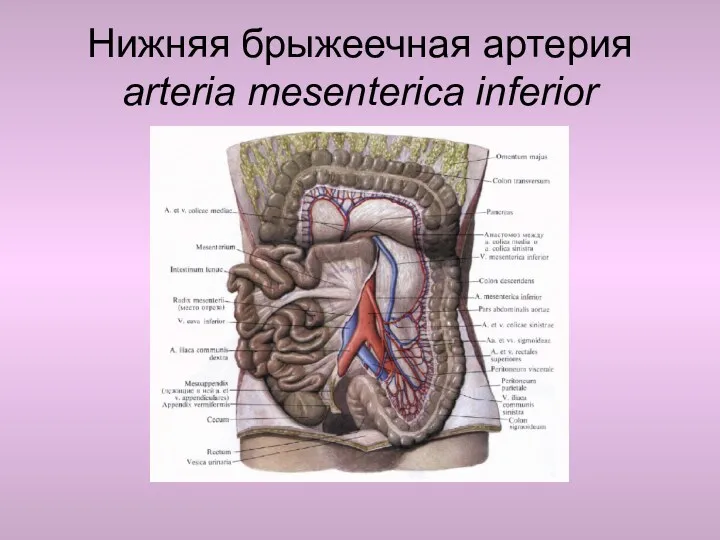 Нижняя брыжеечная артерия arteria mesenterica inferior