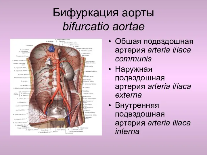 Бифуркация аорты bifurcatio aortae Общая подвздошная артерия arteria i/iаса communis