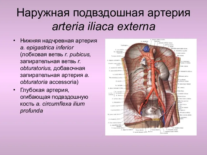 Наружная подвздошная артерия arteria iliaca externa Нижняя надчревная артерия a.