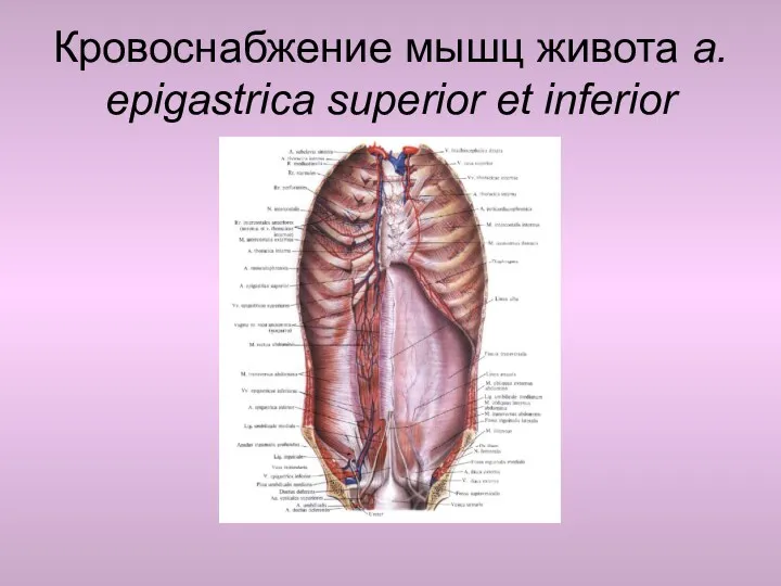 Кровоснабжение мышц живота a. epigastrica superior et inferior