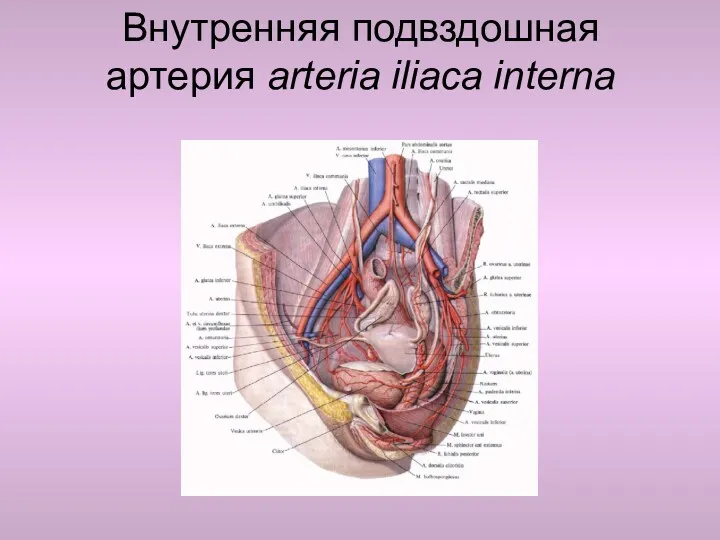 Внутренняя подвздошная артерия arteria iliaca interna