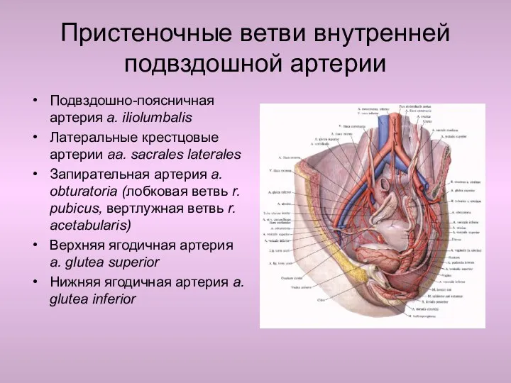 Пристеночные ветви внутренней подвздошной артерии Подвздошно-поясничная артерия a. iliolumbalis Латеральные