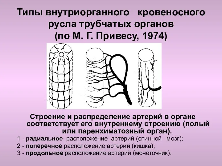 Типы внутриорганного кровеносного русла трубчатых органов (по М. Г. Привесу,