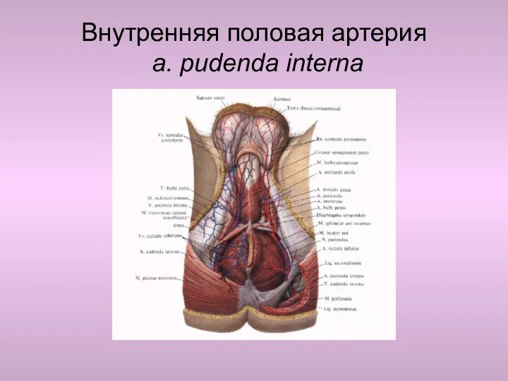 Внутренняя половая артерия a. pudenda interna