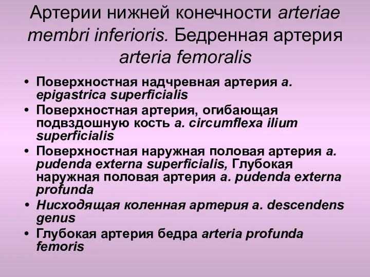 Артерии нижней конечности arteriae membri inferioris. Бедренная артерия arteria femoralis