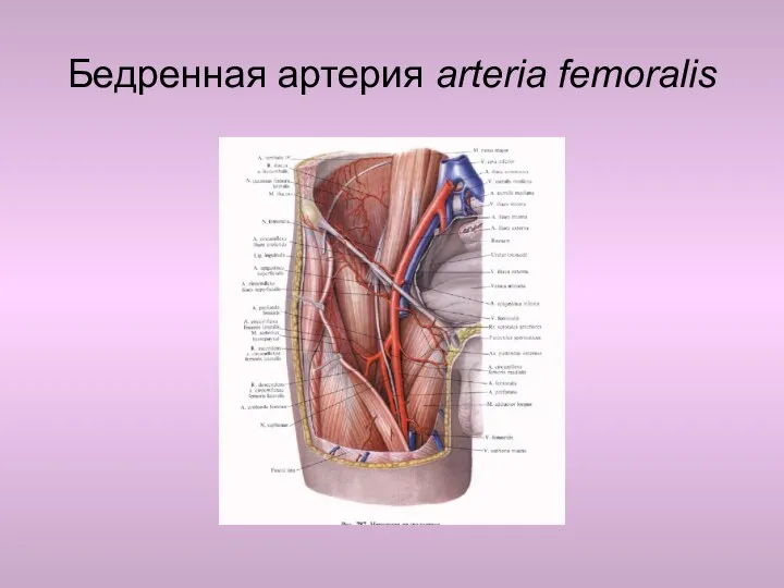 Бедренная артерия arteria femoralis