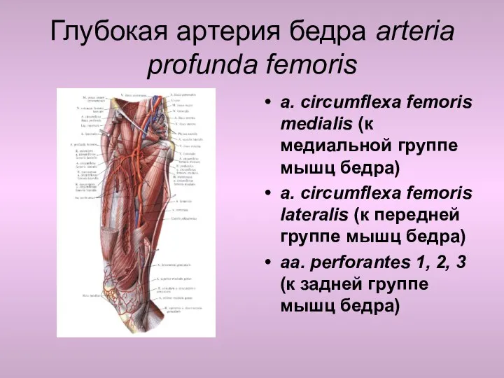 Глубокая артерия бедра arteria profunda femoris a. circumflexa femoris medialis