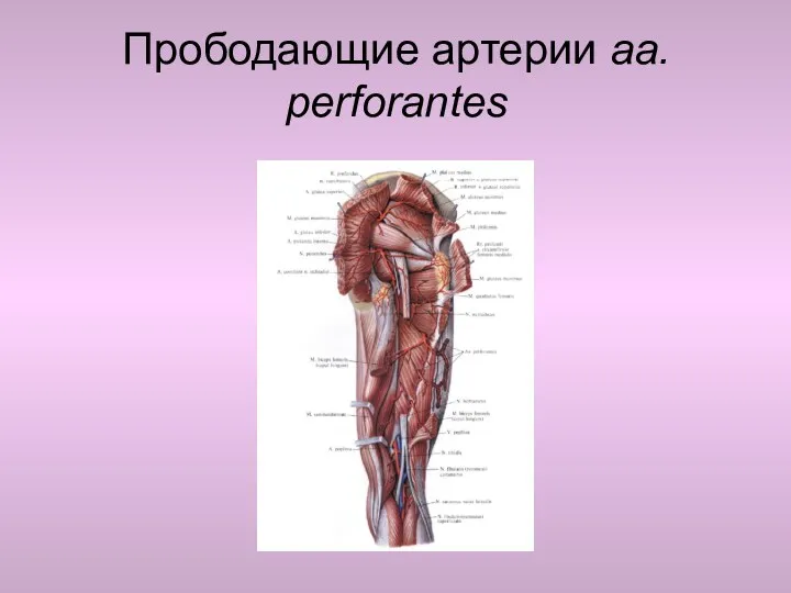 Прободающие артерии aa. perforantes