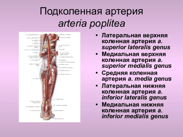 Подколенная артерия arteria poplitea Латеральная верхняя коленная артерия a. superior