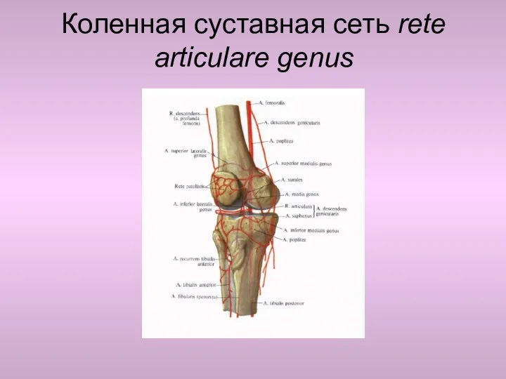 Коленная суставная сеть rete articulare genus