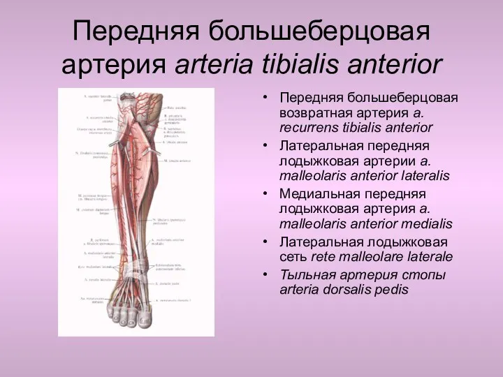 Передняя большеберцовая артерия arteria tibialis anterior Передняя большеберцовая возвратная артерия