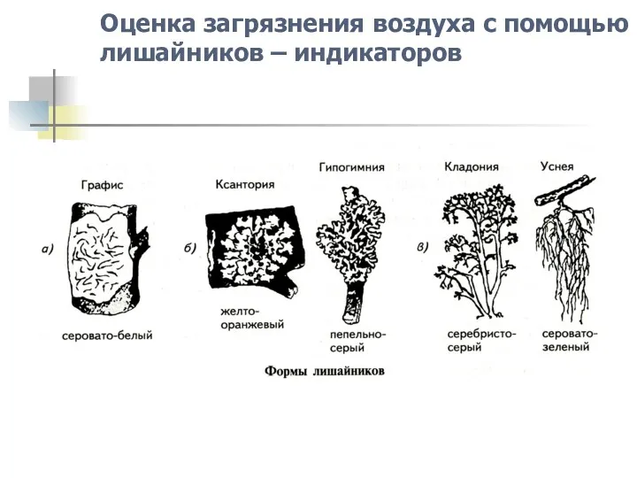 Оценка загрязнения воздуха с помощью лишайников – индикаторов