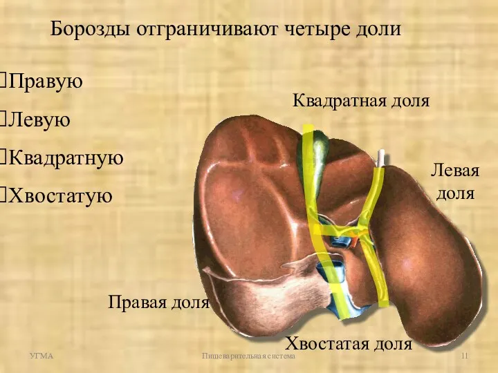 Борозды отграничивают четыре доли Правую Левую Квадратную Хвостатую УГМА Пищеварительная