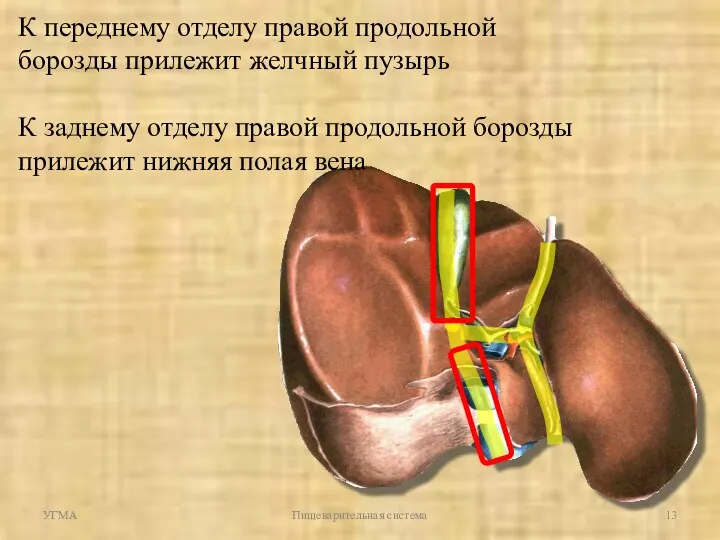 УГМА Пищеварительная система К переднему отделу правой продольной борозды прилежит