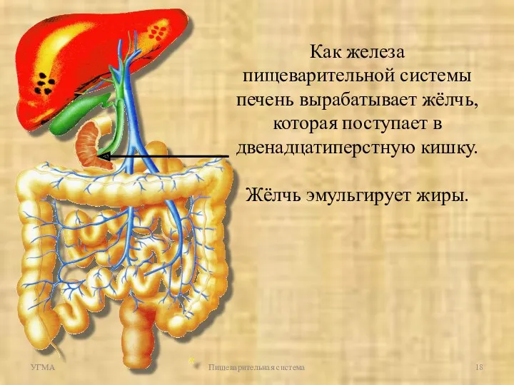 УГМА Пищеварительная система Как железа пищеварительной системы печень вырабатывает жёлчь,