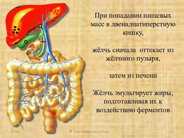 УГМА Пищеварительная система При попадании пищевых масс в двенадцатиперстную кишку,