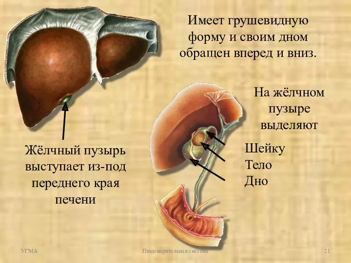 УГМА Пищеварительная система Жёлчный пузырь выступает из-под переднего края печени