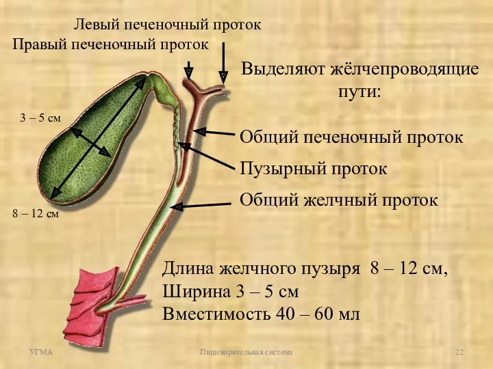 УГМА Пищеварительная система Длина желчного пузыря 8 – 12 см,