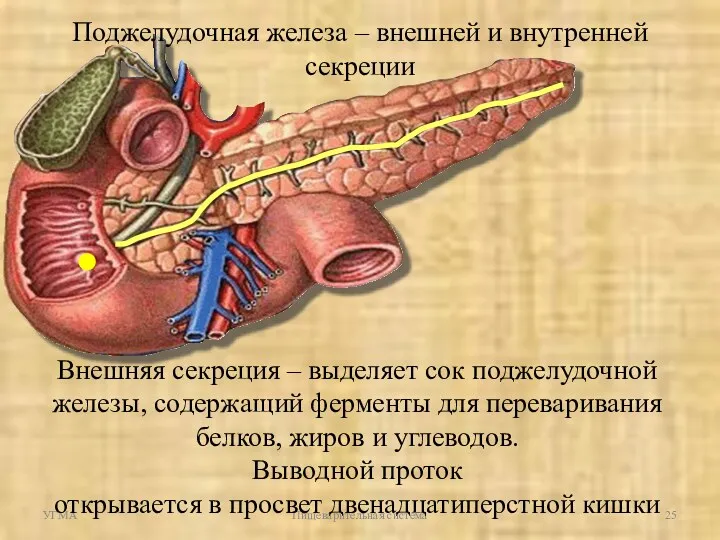 УГМА Пищеварительная система Поджелудочная железа – внешней и внутренней секреции