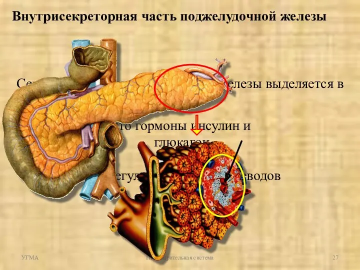 Внутрисекреторная часть поджелудочной железы Секрет внутрисекреторной части железы выделяется в