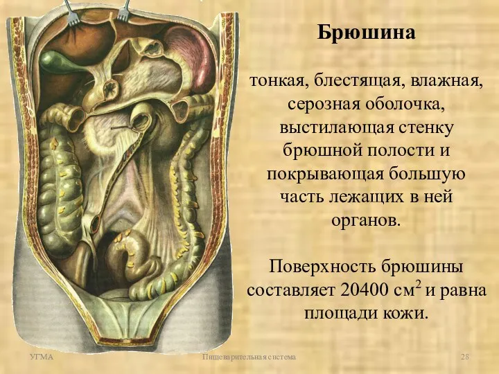 УГМА Пищеварительная система Брюшина тонкая, блестящая, влажная, серозная оболочка, выстилающая