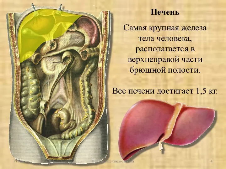 Печень Самая крупная железа тела человека, располагается в верхнеправой части