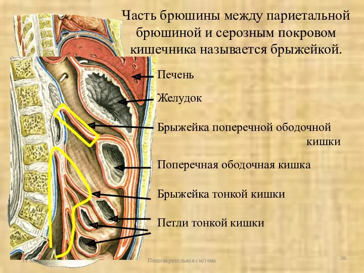 УГМА Пищеварительная система Часть брюшины между париетальной брюшиной и серозным