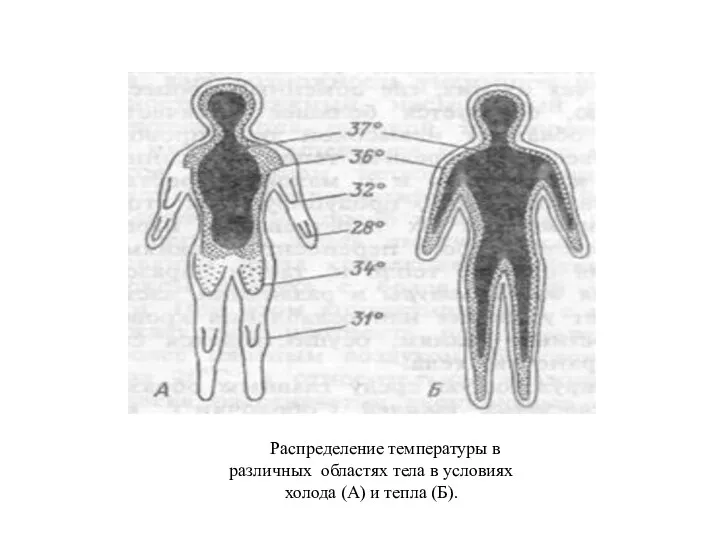 Распределение температуры в различных областях тела в условиях холода (А) и тепла (Б).