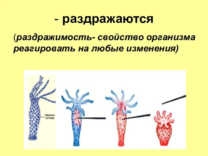 - раздражаются (раздражимость- свойство организма реагировать на любые изменения)