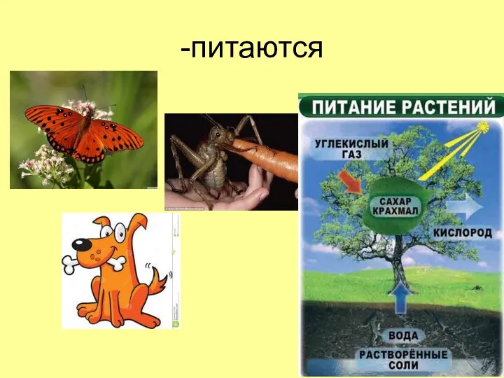 -питаются