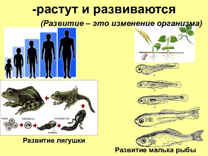 -растут и развиваются Развитие лягушки Развитие малька рыбы (Развитие – это изменение организма)