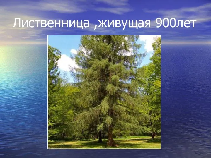 Лиственница ,живущая 900лет