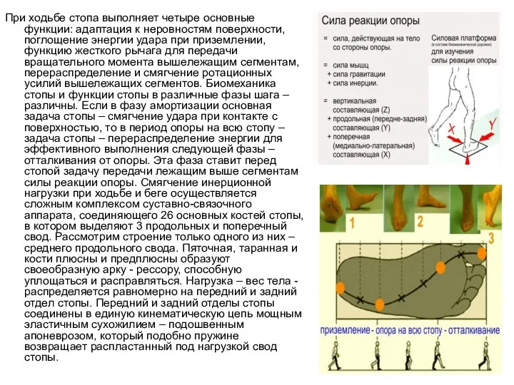 При ходьбе стопа выполняет четыре основные функции: адаптация к неровностям
