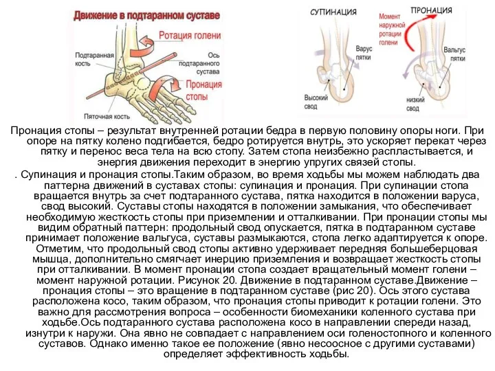 Пронация стопы – результат внутренней ротации бедра в первую половину