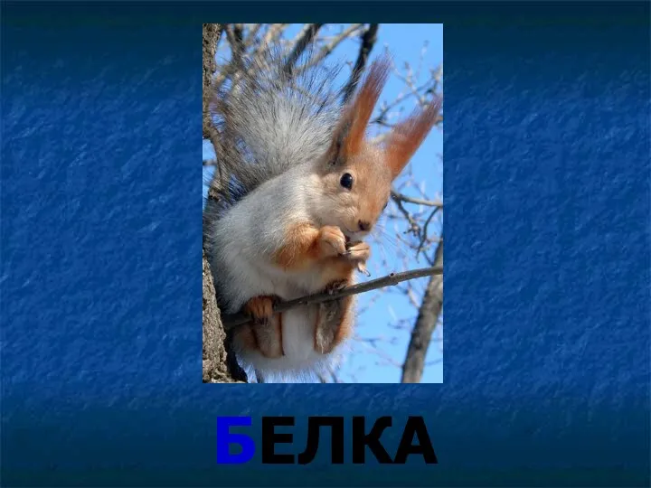 БЕЛКА