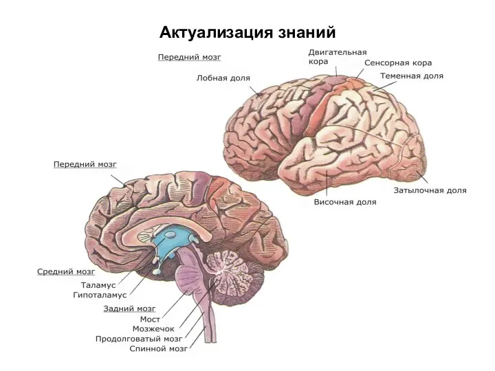 Актуализация знаний