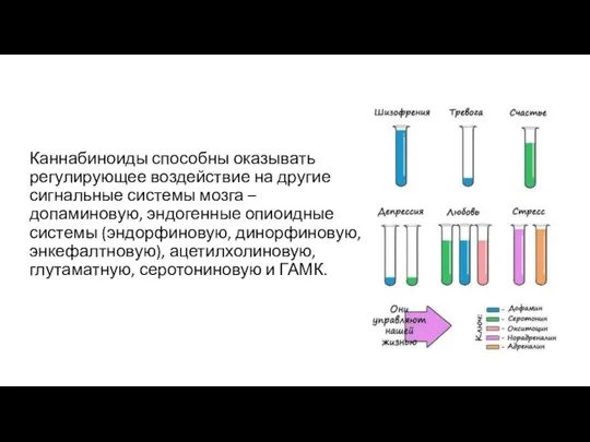 Каннабиноиды способны оказывать регулирующее воздействие на другие сигнальные системы мозга